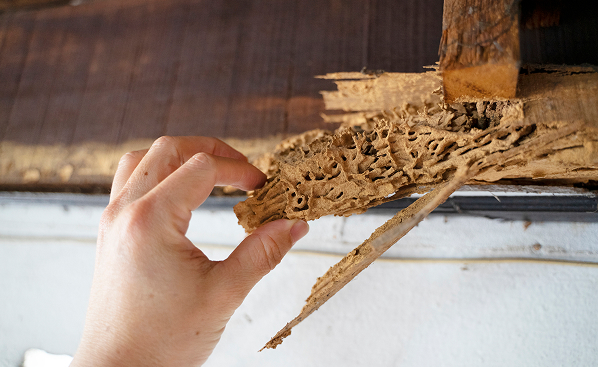 Termite Control