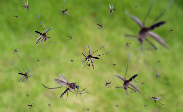 Mosquito Control