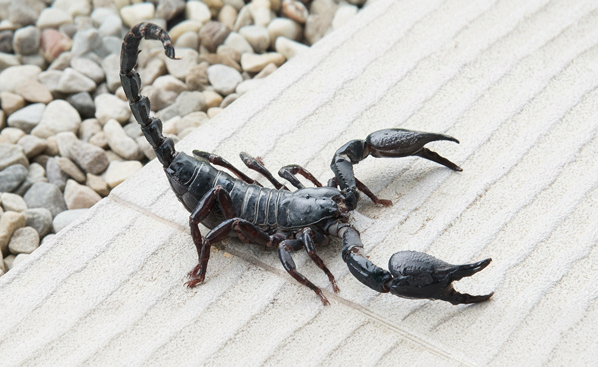 Scorpion Control
