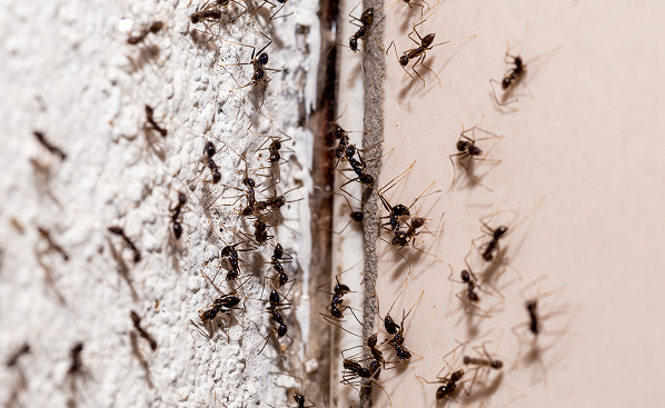 Ant Control