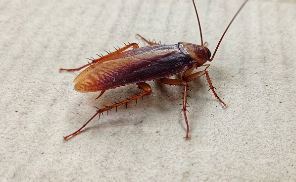 Cockroach Control