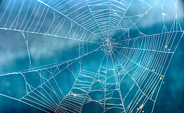 Spider Control