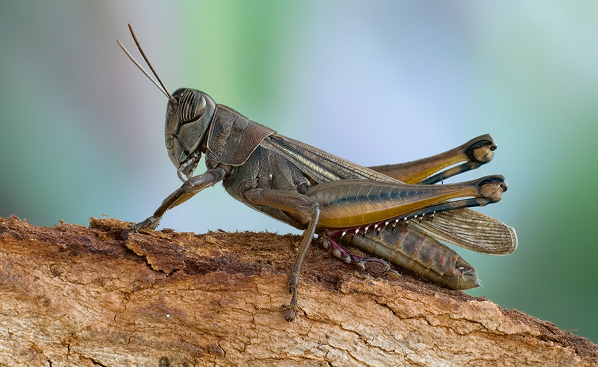 Cricket Control