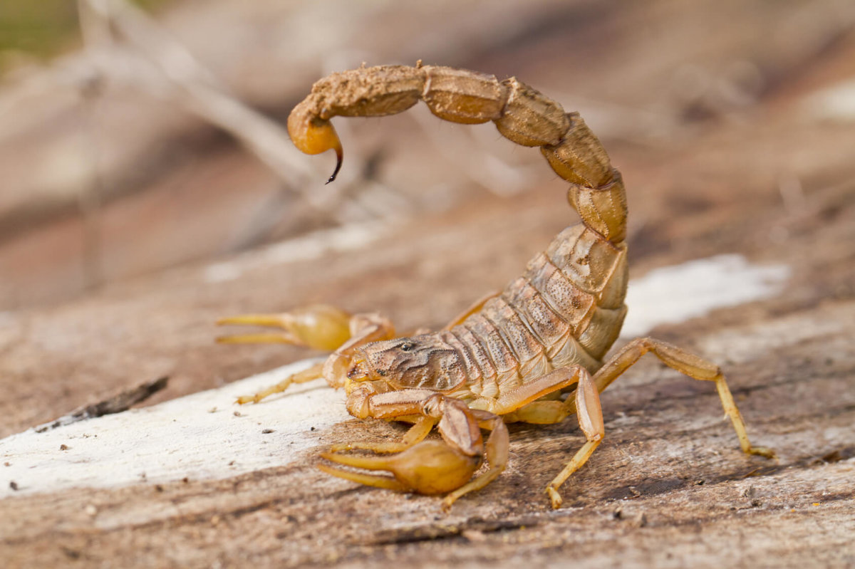 Arizona bark scorpion; specialized scorpion home sealing and desert pest barrier treatments.