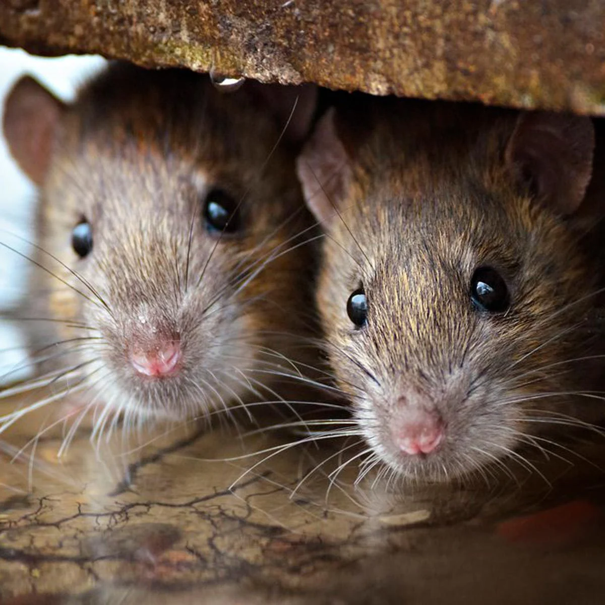 Small house mouse near floorboards; expert mouse removal and home sealing services by WeedCo.